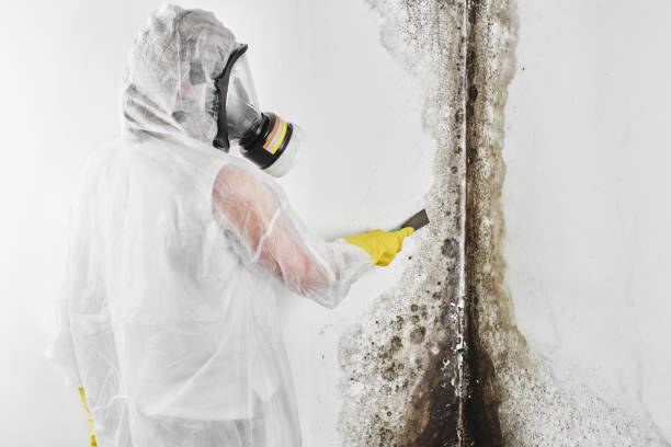 Why You Should Choose Our Mold Remediation Services in Lincoln Center, KS